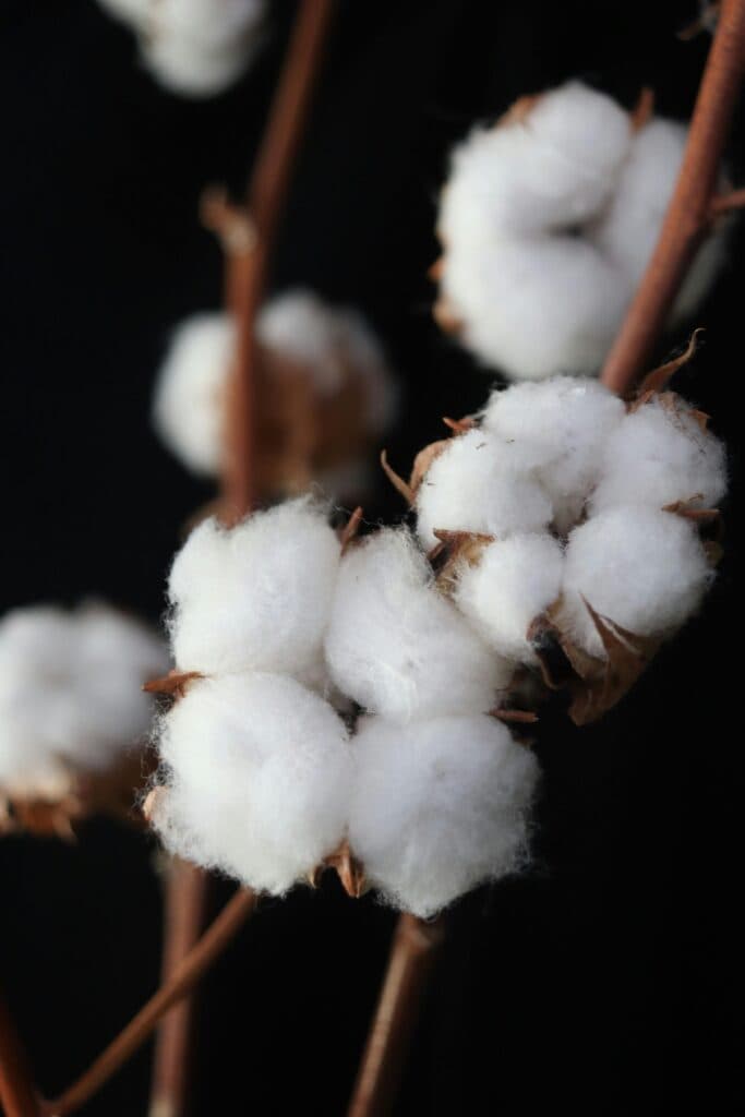 Quality Cotton: A Guide to Comfort and Sustainability