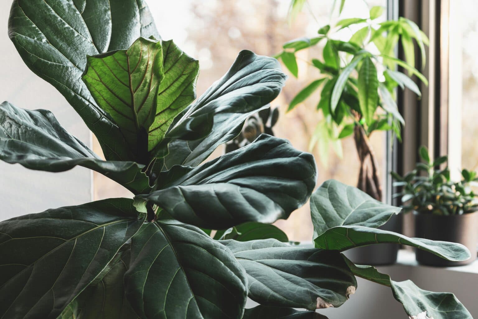 The Science of Indoor Plants: Air Purification, Focus, and Earthin
