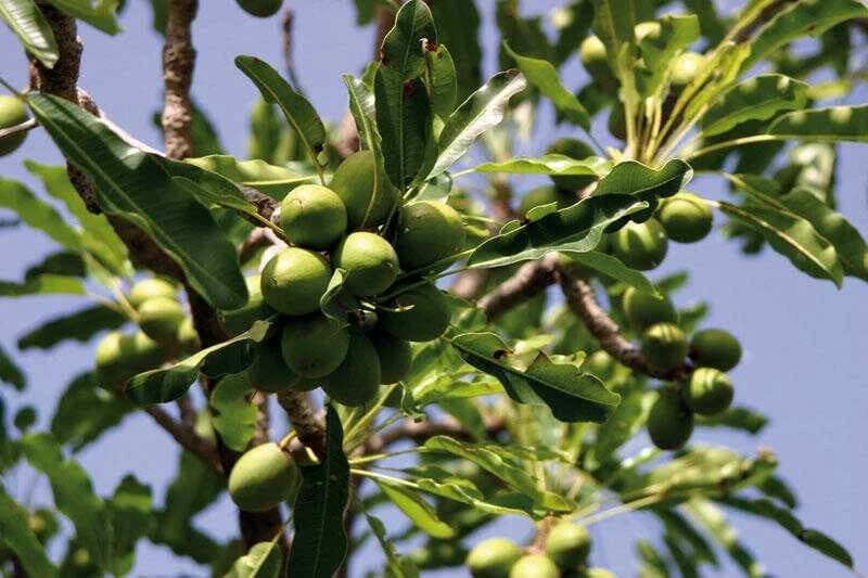 Shea Butter: Benefits & How to Use